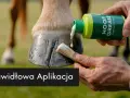 Aplikacja smaru stałego na kopyto konia pędzlem. Dbałość o zdrowie i kondycję zwierzęcia.